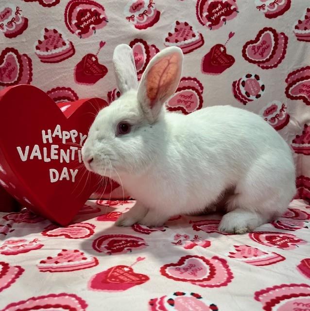 Enlarge Garnet, a ADOPTABLE Florida White in Salt Lake City, UT image 1/4