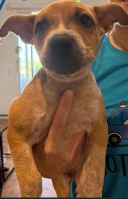 Enlarge Bandit, a Adoptable Pit Bull Terrier in San Diego, CA image 2/4