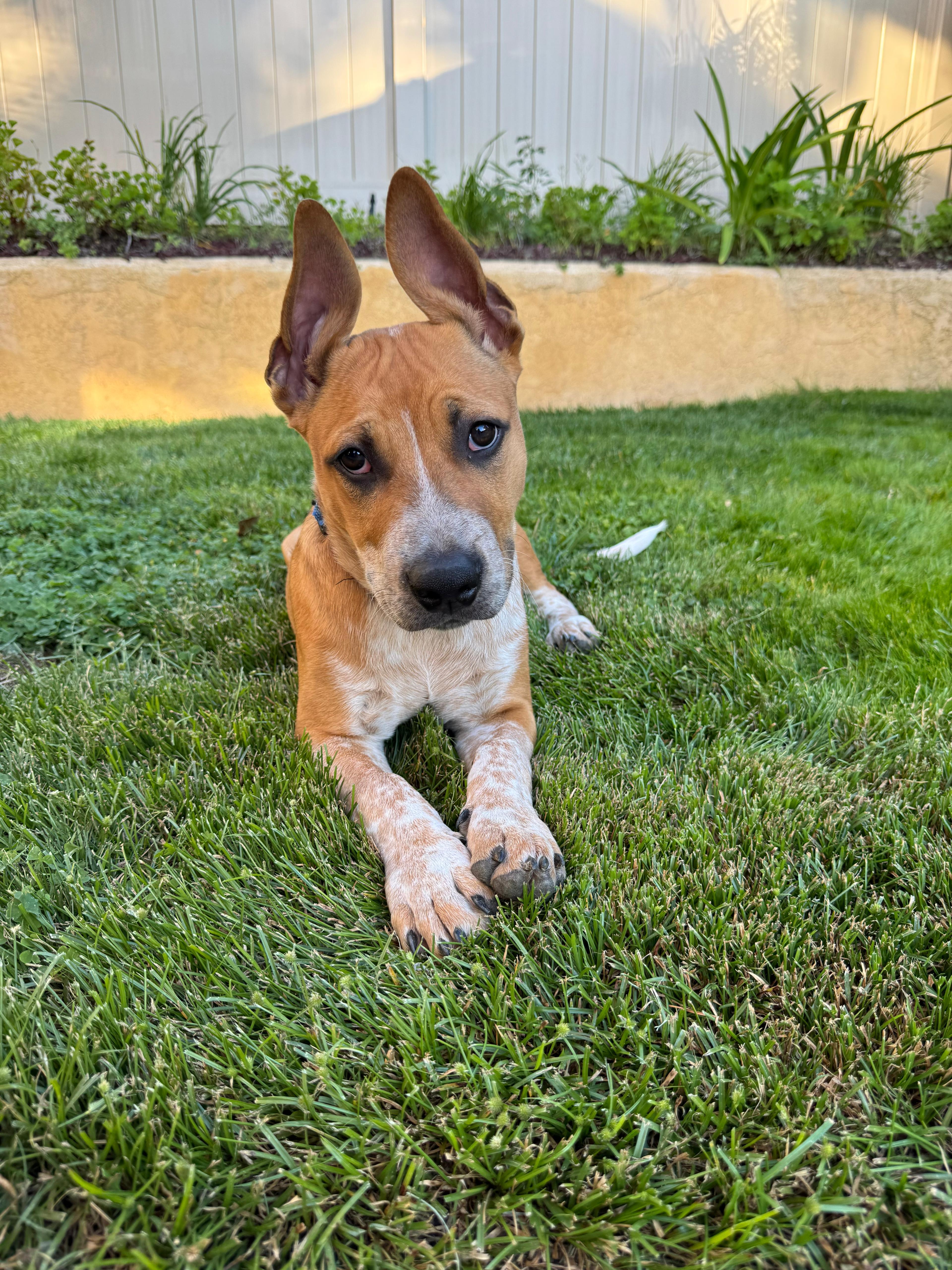 Bandit, Adoptable, Young Male Pit Bull Terrier.