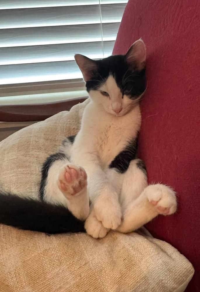 Telemachus, Adoptable, Kitten Male American Shorthair.