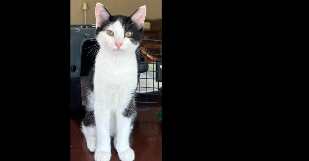 Enlarge Telemachus, a Adoptable mixed breed in Shawnee, OK image 2/4