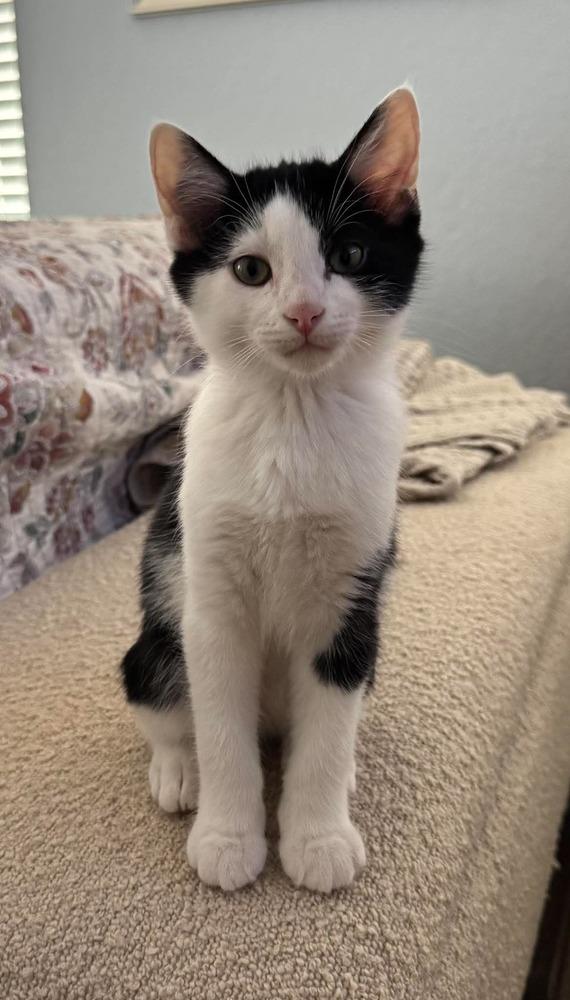 Enlarge Telemachus, a Adoptable mixed breed in Shawnee, OK image 3/4