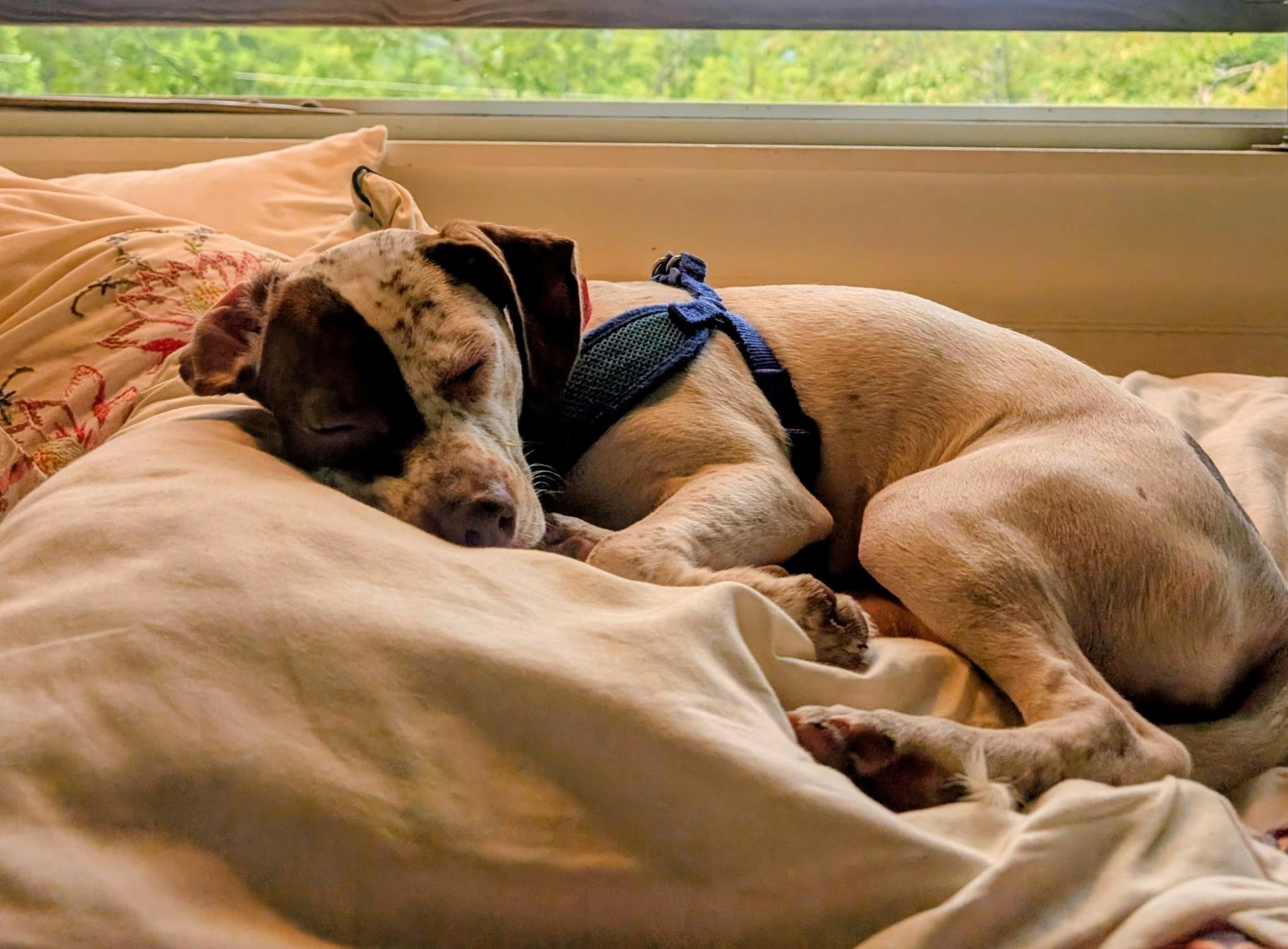Enlarge Cherry Garcia, a Adoptable mixed breed in Sylva, NC image 6/6