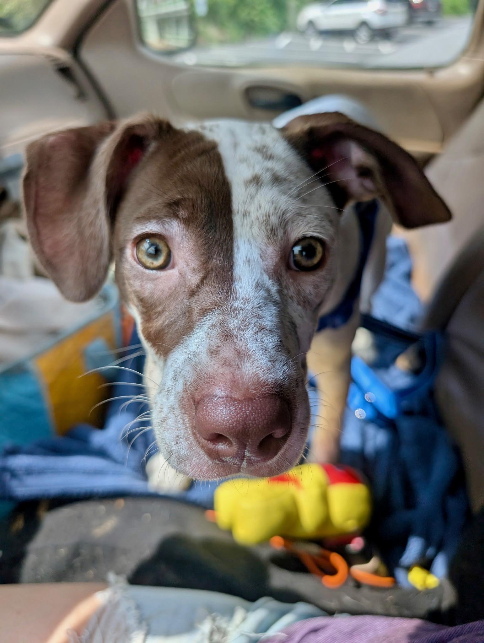 Enlarge Cherry Garcia, a Adoptable mixed breed in Sylva, NC image 1/6