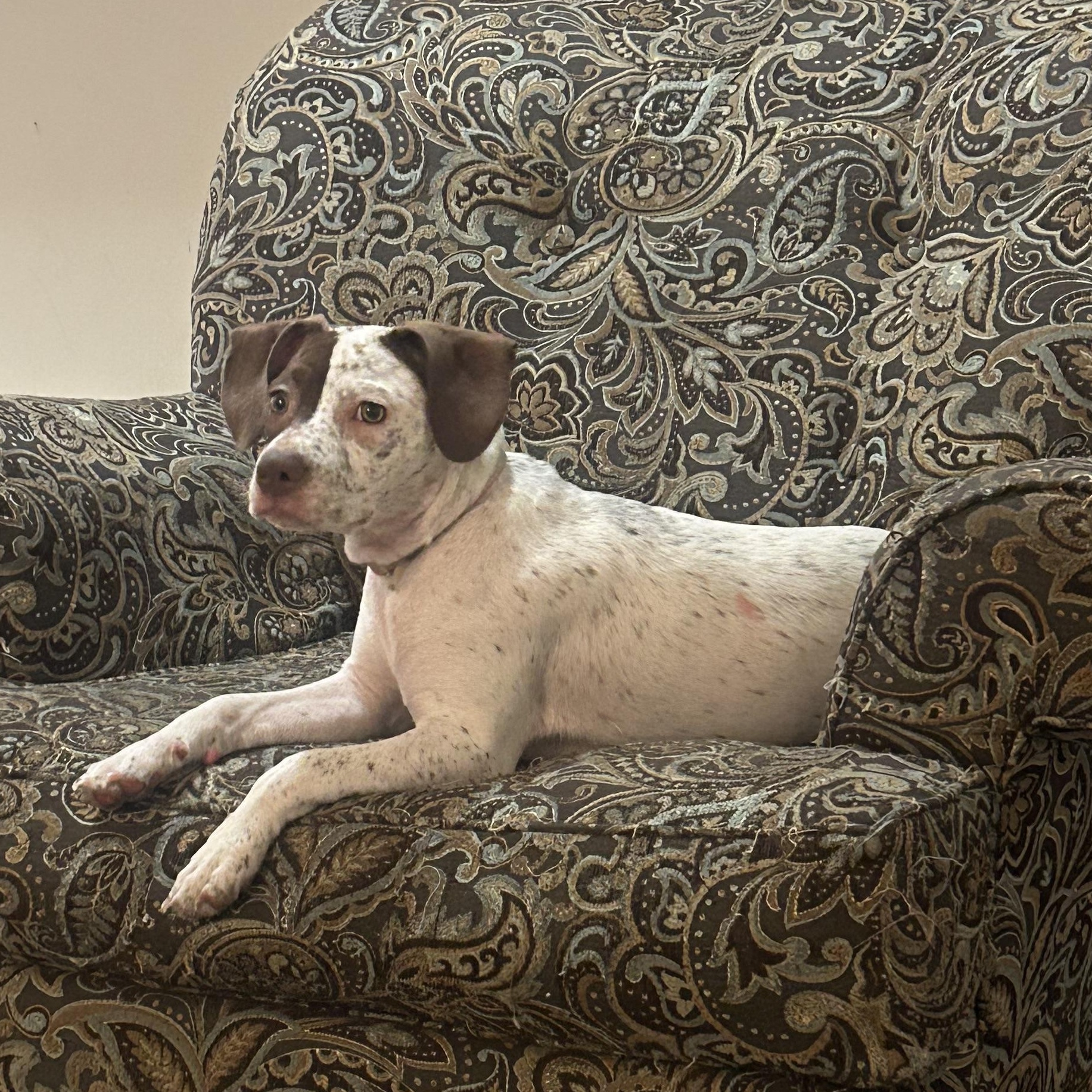 Enlarge Cherry Garcia, a Adoptable mixed breed in Sylva, NC image 5/6