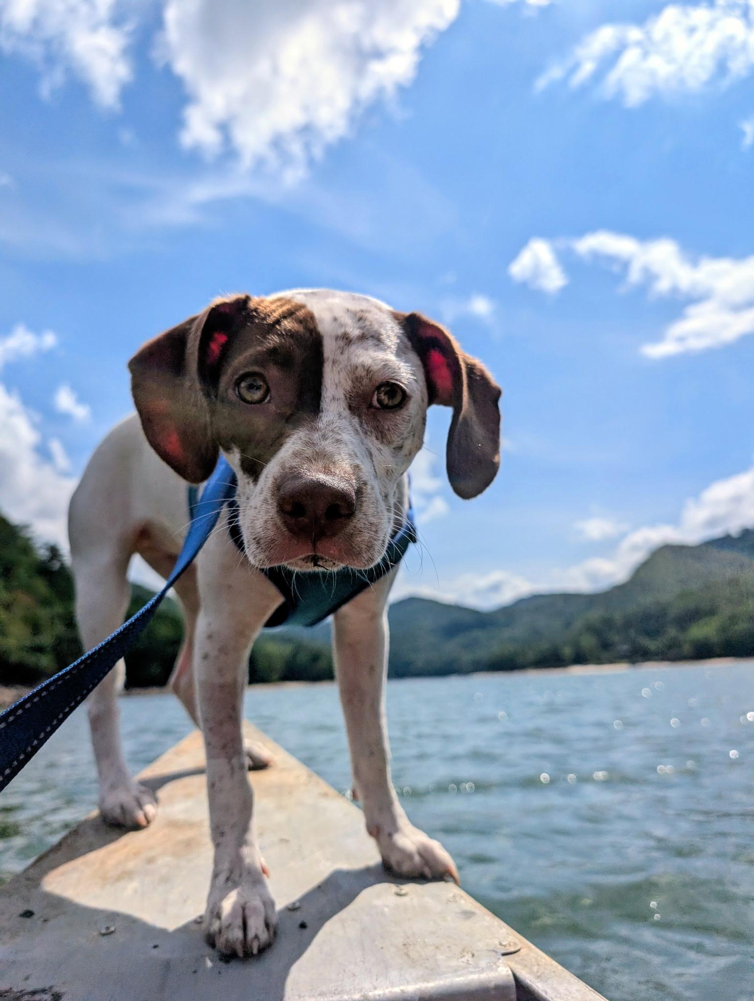 Cherry Garcia, Adoptable, Young Female Hound.