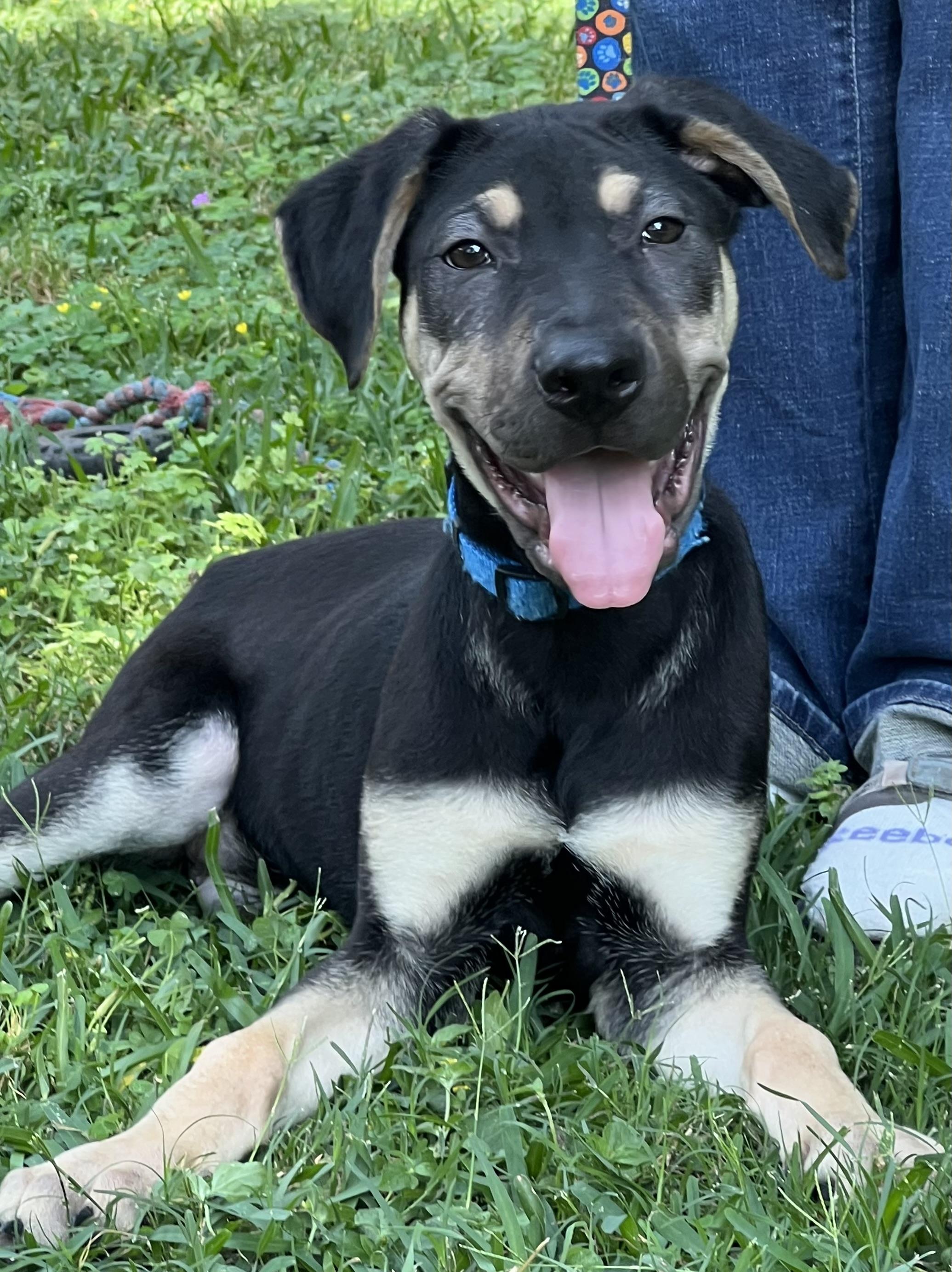 Teddy Maya’s boy, a Adoptable mixed breed in Bellaire, TX image 2/6