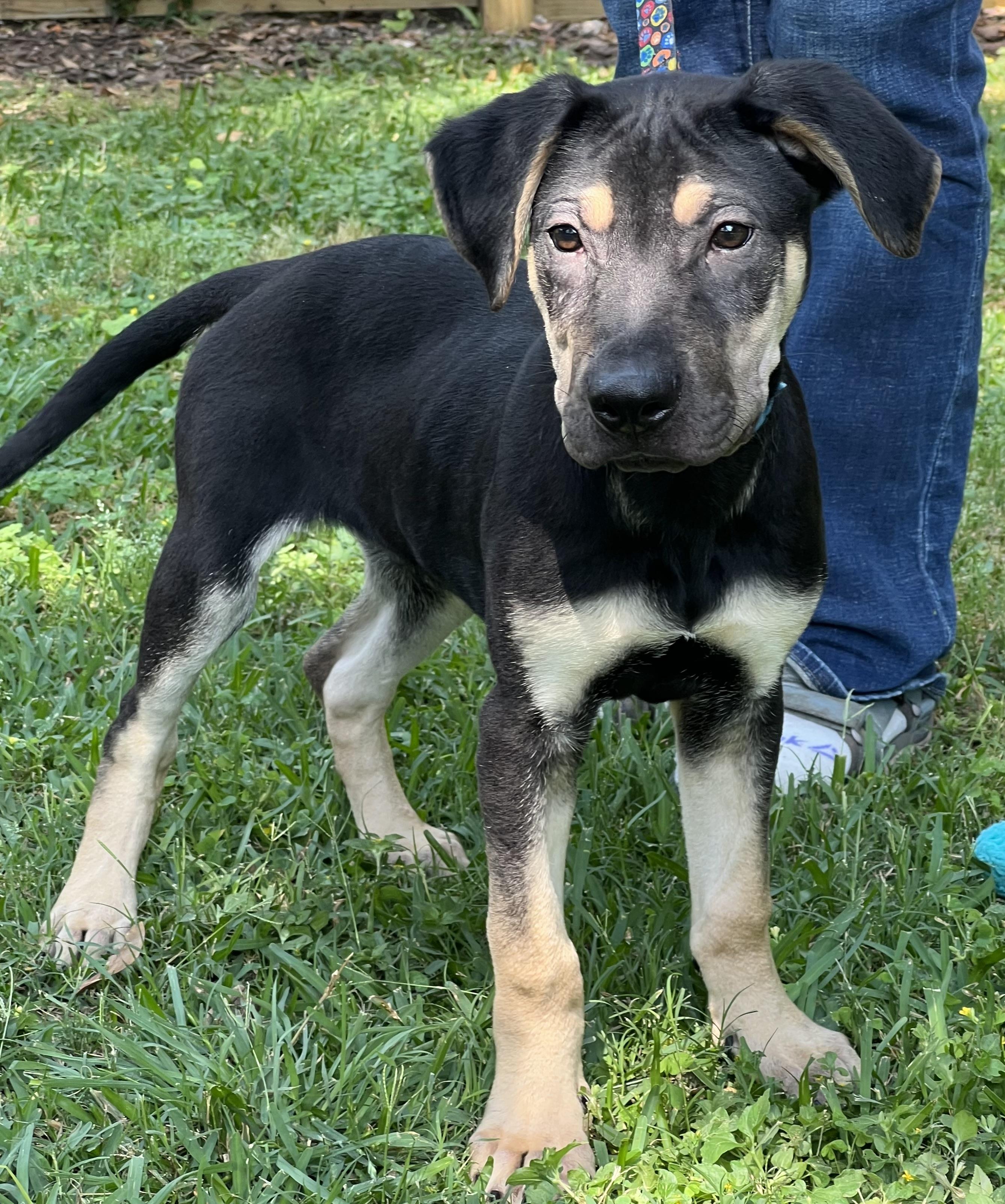 Teddy Maya’s boy, a Adoptable mixed breed in Bellaire, TX image 3/6