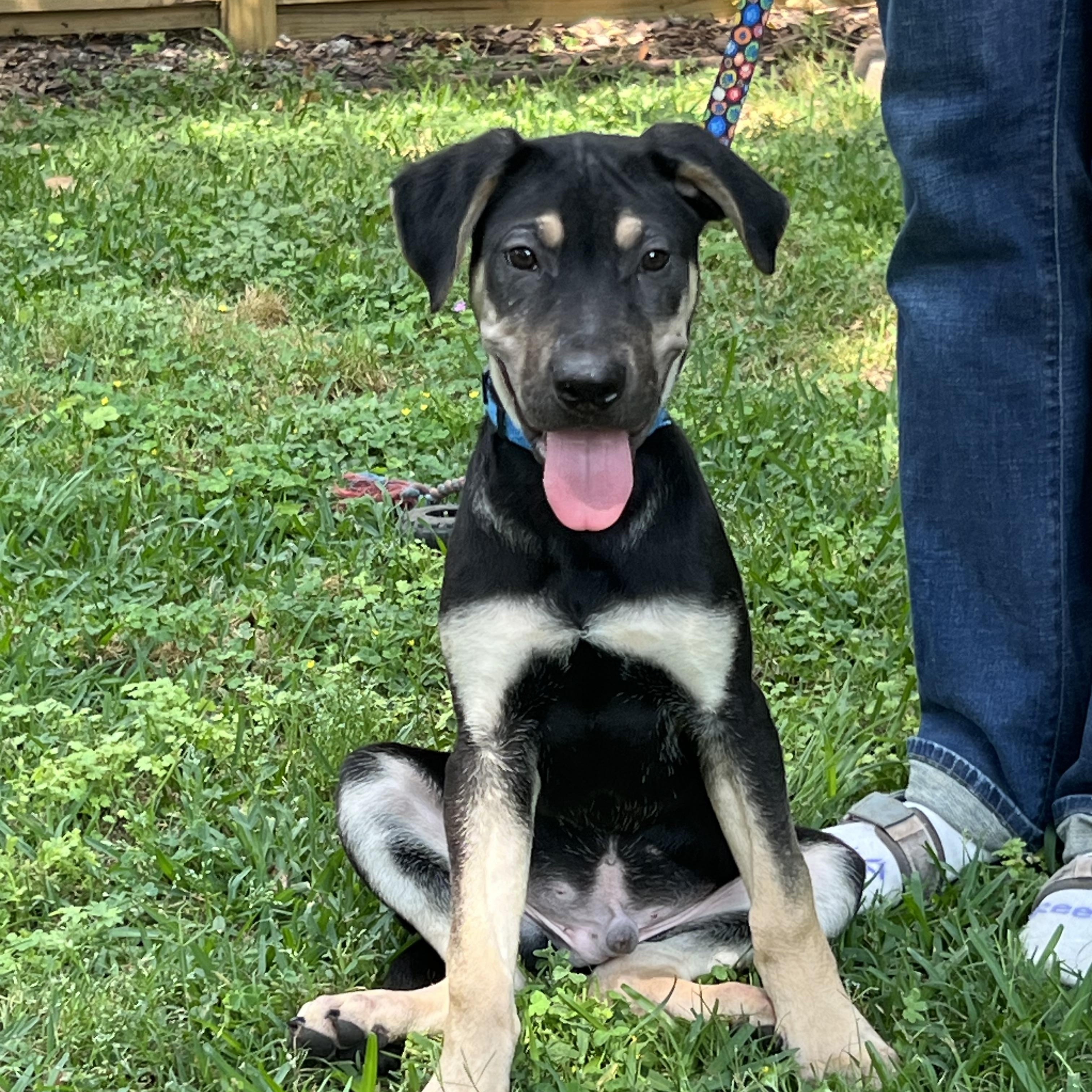 Teddy Maya’s boy, a Adoptable mixed breed in Bellaire, TX image 4/6