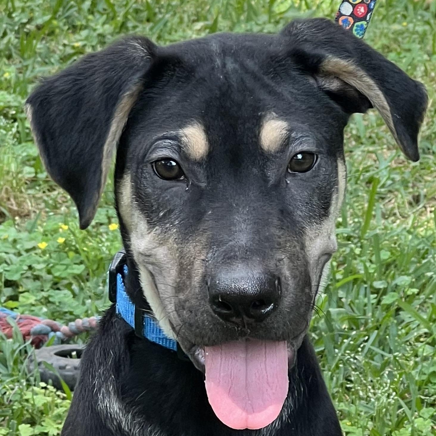Teddy Maya’s boy, Adoptable, Puppy Male German Shepherd Dog.
