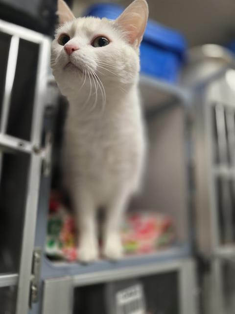 HONEY, Adoptable, Adult Female Domestic Short Hair.