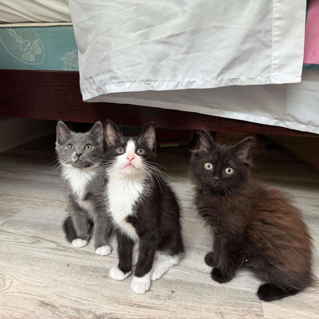 Enlarge Bramble, a Adoptable Domestic Medium Hair in Durham, NC image 1/6
