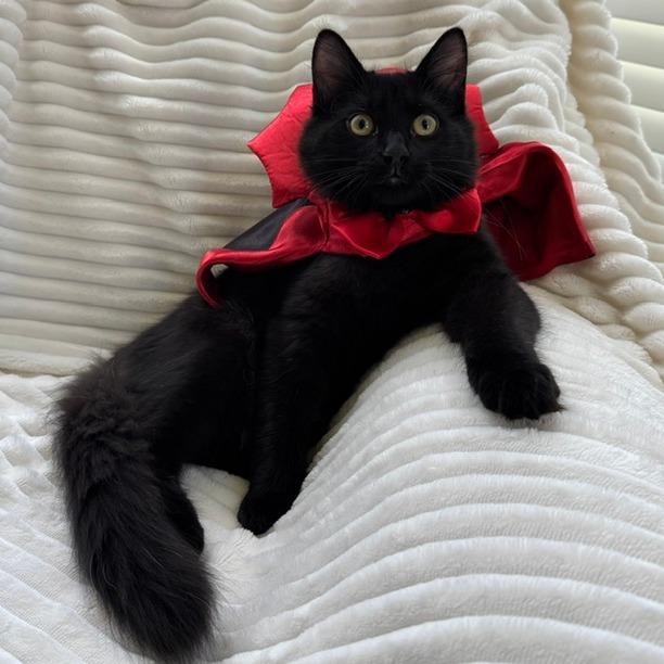 Enlarge Bramble, a Adoptable Domestic Medium Hair in Durham, NC image 2/6