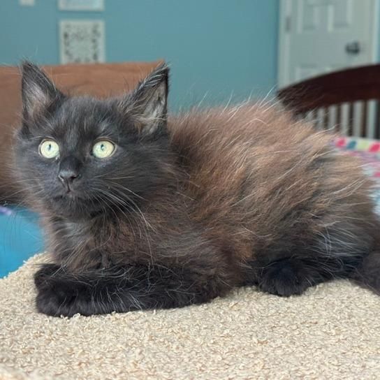 Enlarge Bramble, a Adoptable Domestic Medium Hair in Durham, NC image 3/6
