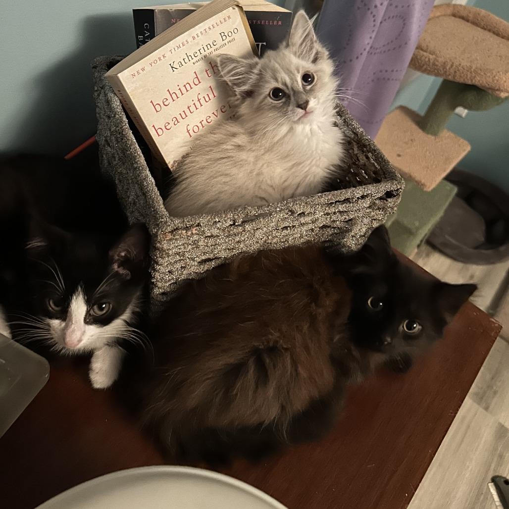Enlarge Bramble, a Adoptable Domestic Medium Hair in Durham, NC image 4/6