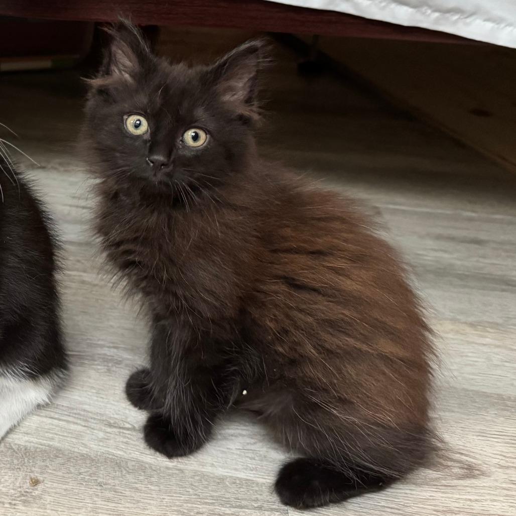 Enlarge Bramble, a Adoptable Domestic Medium Hair in Durham, NC image 5/6