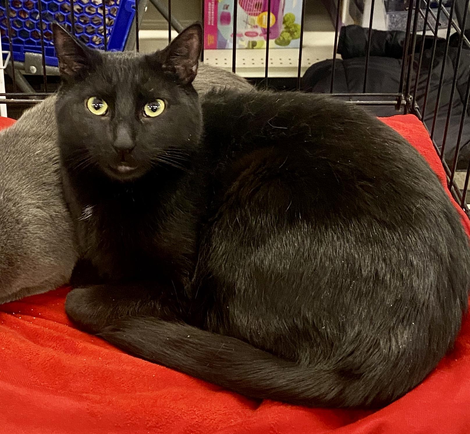 Linc, adopted, Young Male Domestic Short Hair.