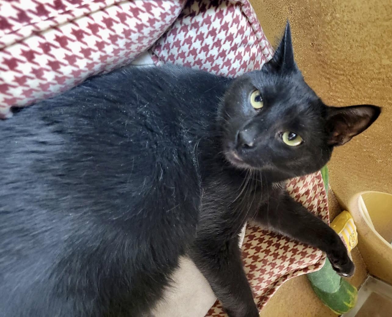 Enlarge Linc, an adopted mixed breed in Red Bank, NJ image 2/5