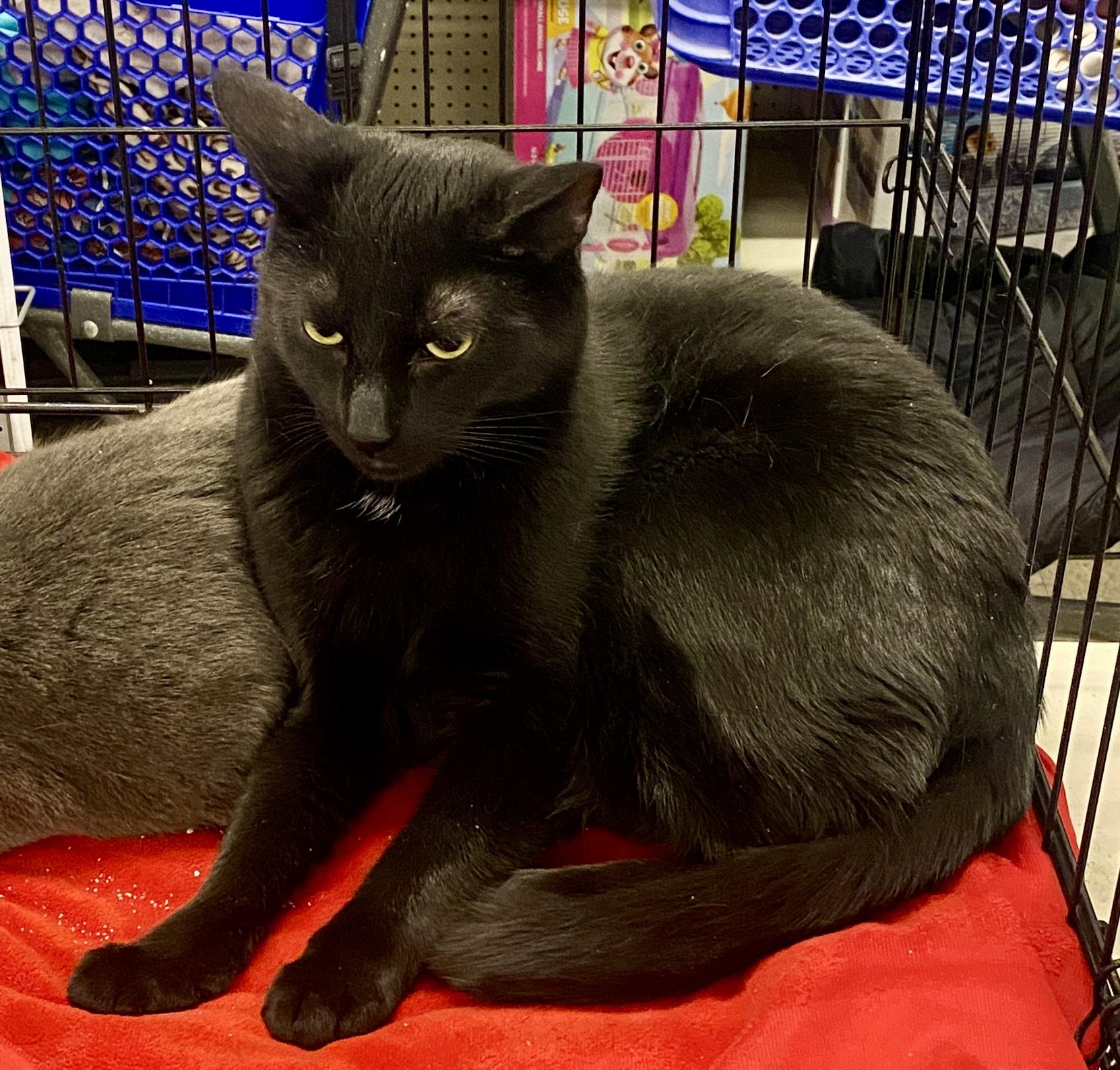 Enlarge Linc, an adopted mixed breed in Red Bank, NJ image 4/5