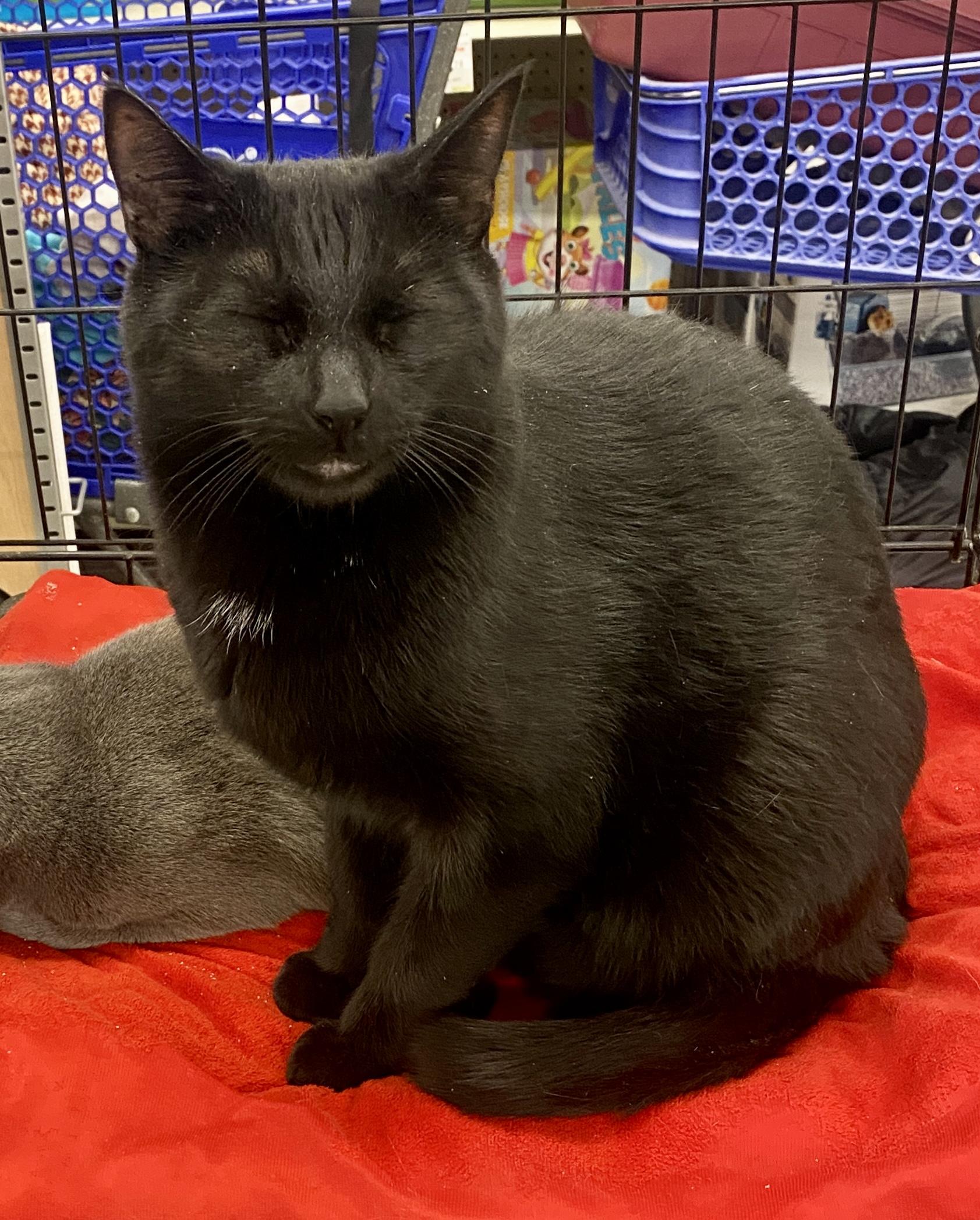 Enlarge Linc, an adopted mixed breed in Red Bank, NJ image 3/5