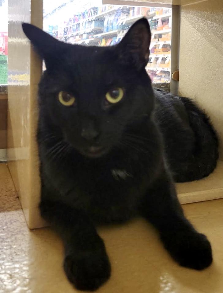 Enlarge Linc, an adopted mixed breed in Red Bank, NJ image 5/5