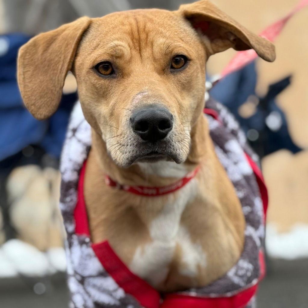 Brady, Adoptable, Adult Male Labrador Retriever & Hound.