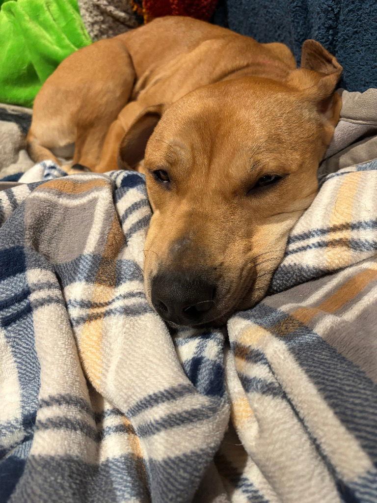 Enlarge Brady, a Adoptable mixed breed in Bloomfield, CT image 2/3