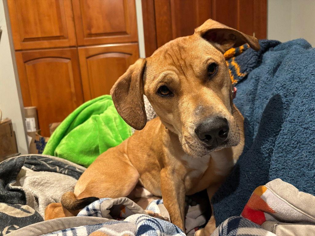 Enlarge Brady, a Adoptable mixed breed in Bloomfield, CT image 3/3