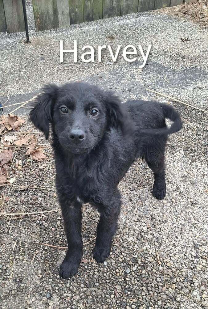 Garbage Pail Kids : Harvey, a Adopted mixed breed in Aurora, IN image 1/3