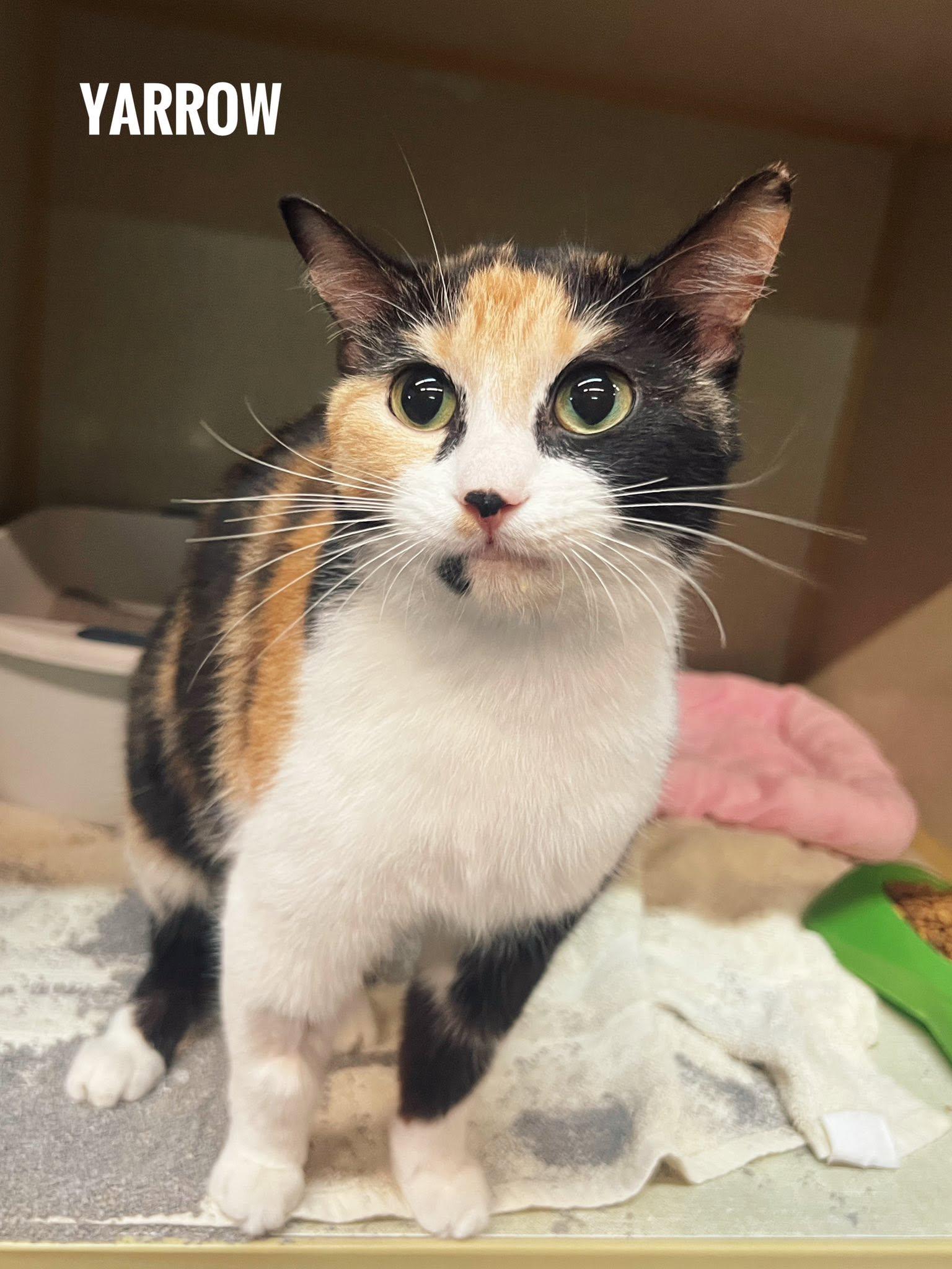 Yarrow, ADOPTABLE, Adult Female Domestic Short Hair.