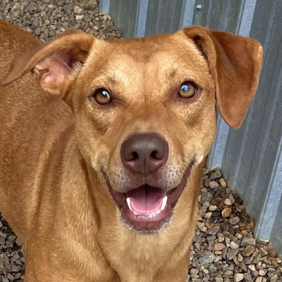 Enlarge Duchess, a Adoptable mixed breed in Blairsville, GA image 4/6