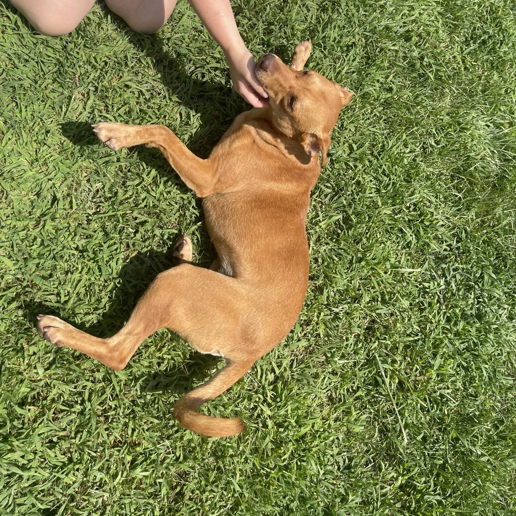 Enlarge Duchess, a Adoptable mixed breed in Blairsville, GA image 6/6