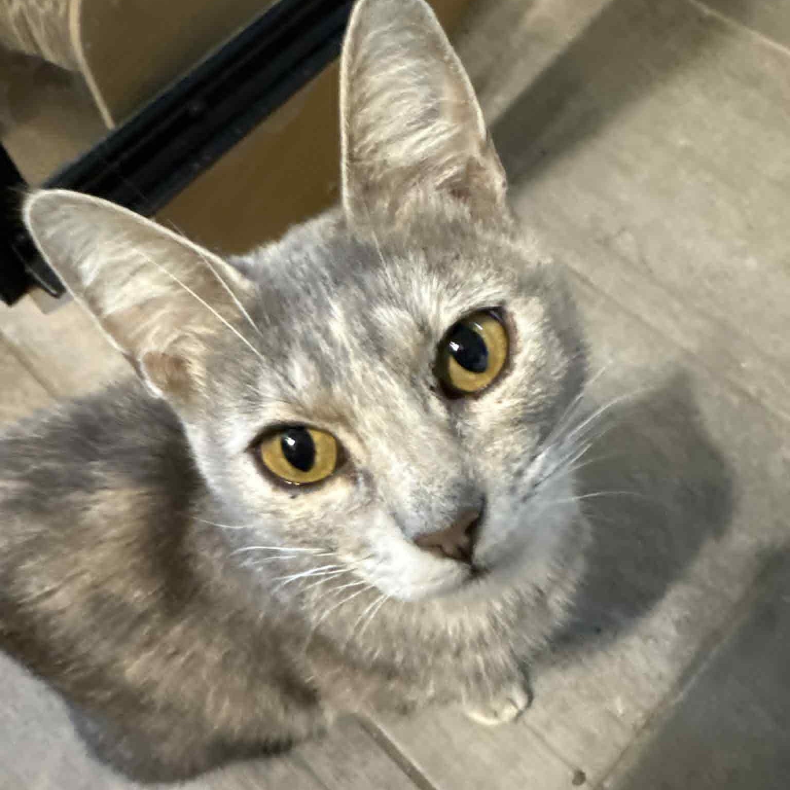 Enlarge Chloe, a ADOPTABLE Domestic Short Hair in Edmond, OK image 3/4
