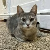 Chloe, ADOPTABLE, Adult Female Domestic Short Hair.