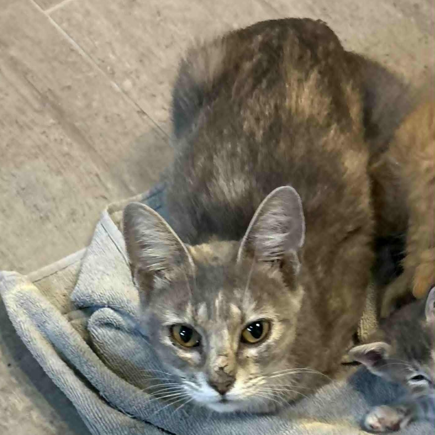 Enlarge Chloe, a ADOPTABLE Domestic Short Hair in Edmond, OK image 2/4