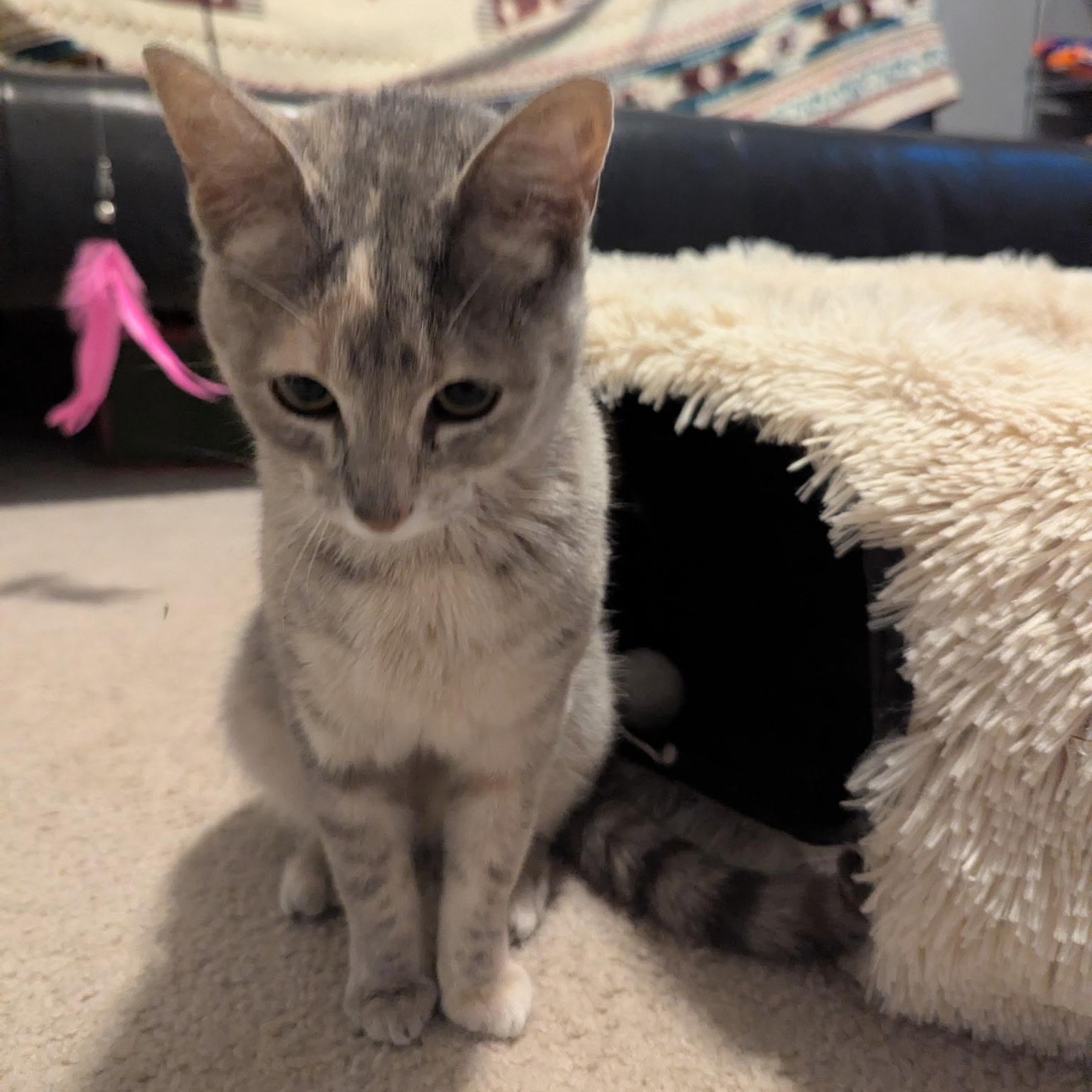 Enlarge Hazel, a ADOPTABLE mixed breed in Plano, TX image 5/6