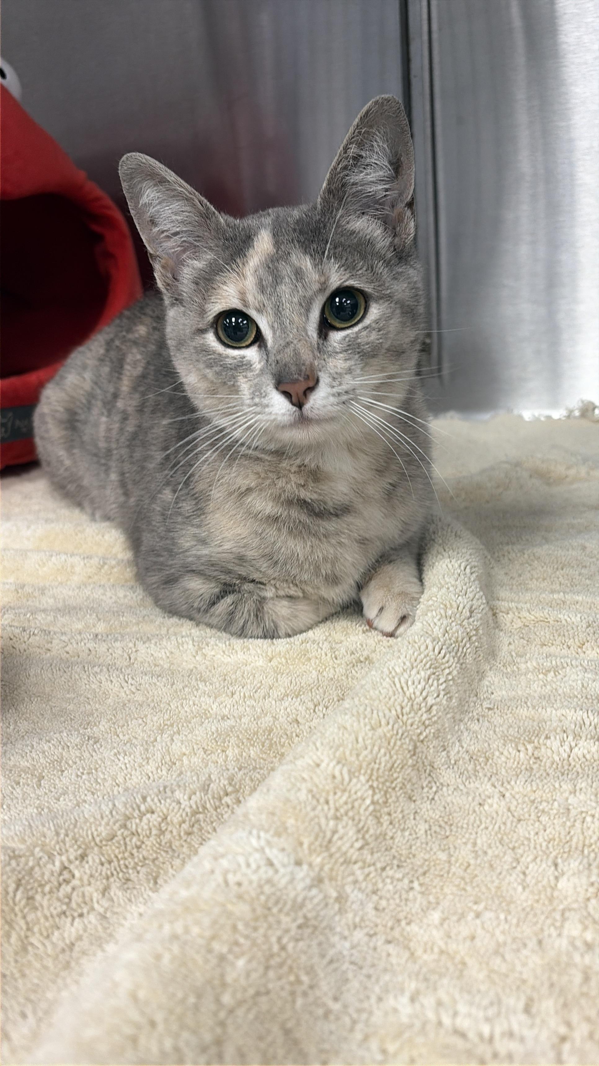 Hazel, ADOPTABLE, Kitten Female American Shorthair.