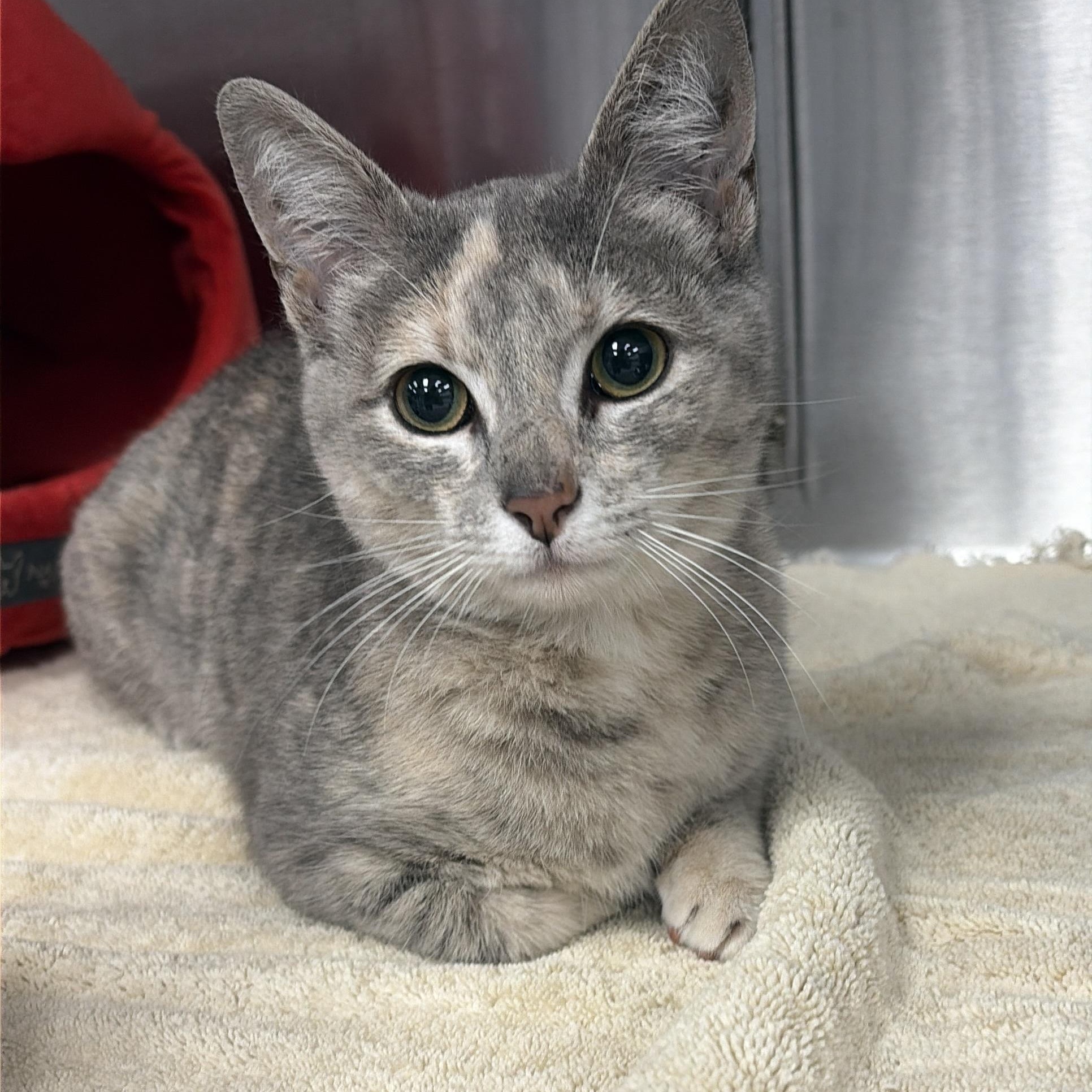 Enlarge Hazel, a ADOPTABLE mixed breed in Plano, TX image 1/6