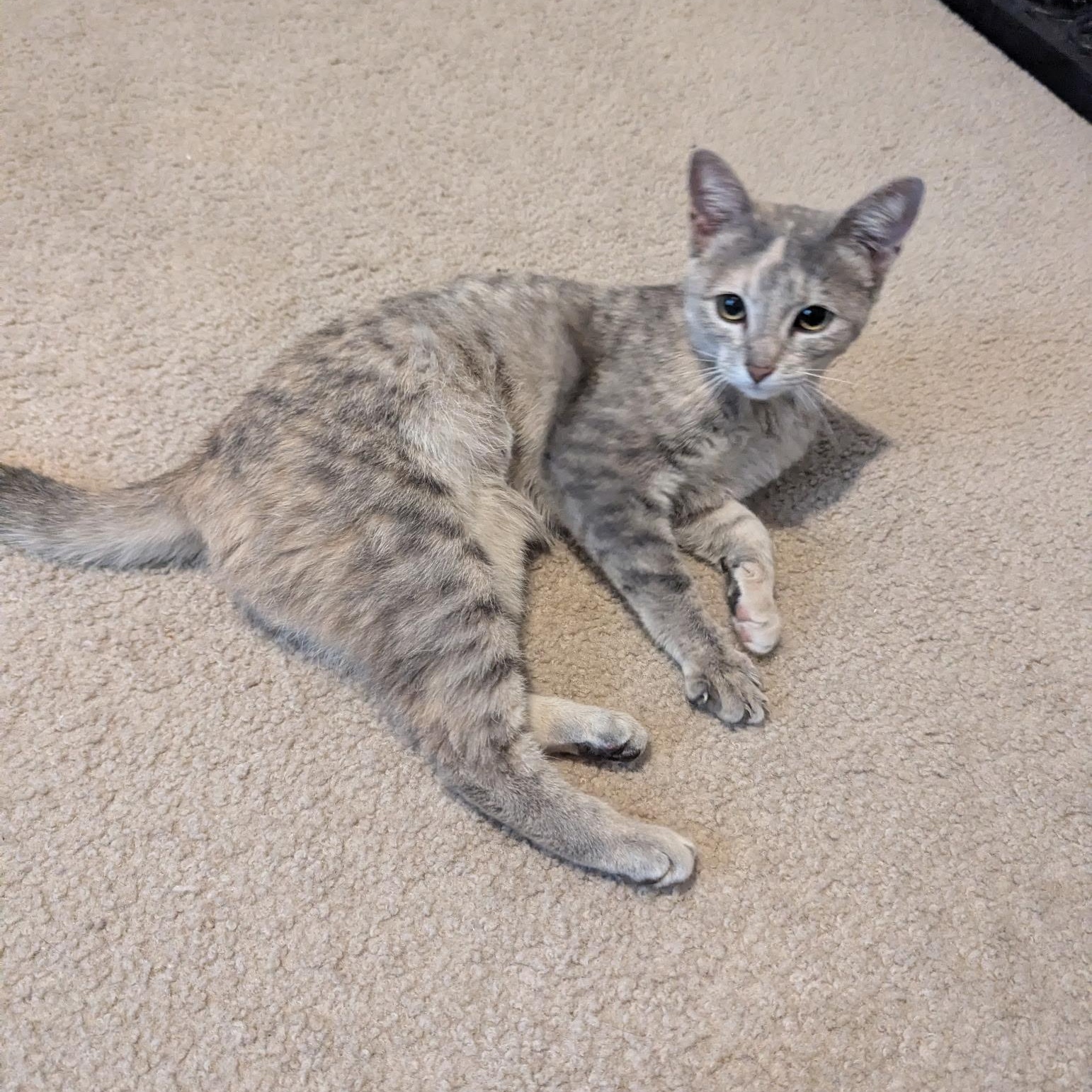 Enlarge Hazel, a ADOPTABLE mixed breed in Plano, TX image 2/6