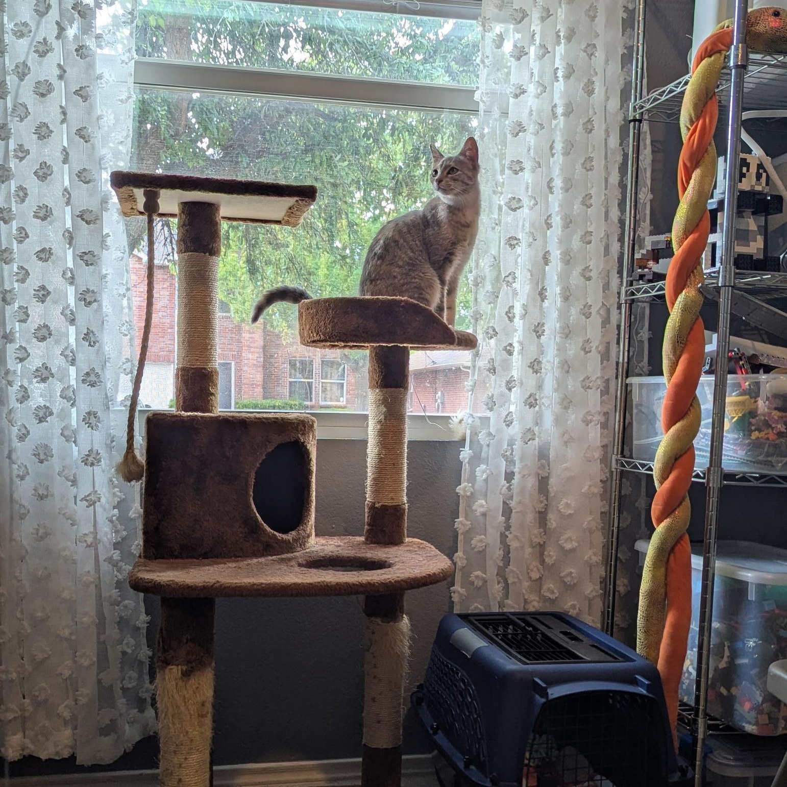 Enlarge Hazel, a ADOPTABLE mixed breed in Plano, TX image 4/6