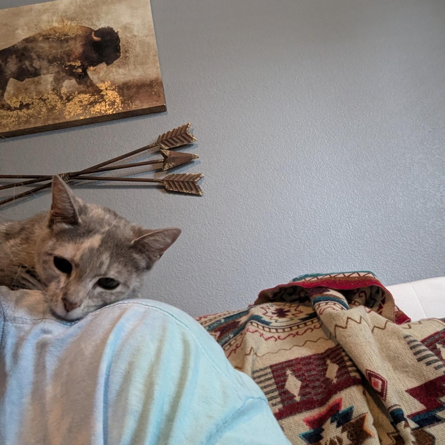 Enlarge Hazel, a ADOPTABLE mixed breed in Plano, TX image 3/6