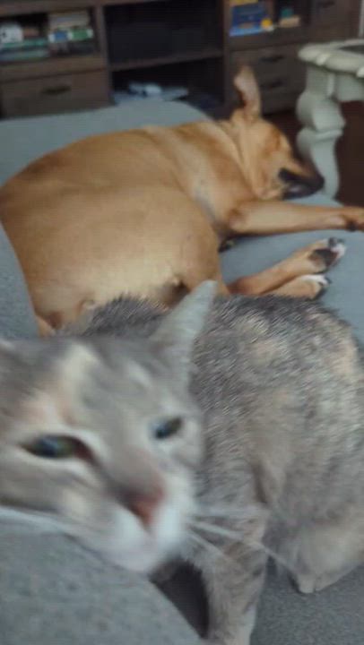 Enlarge Hazel, a ADOPTABLE mixed breed in Plano, TX video 6/6