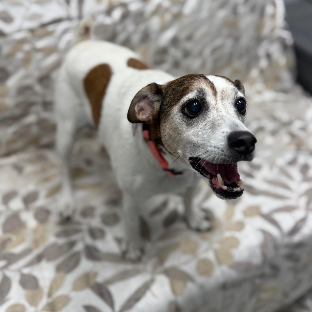 Dixie, a Adoptable mixed breed in Monticello, IA image 4/6