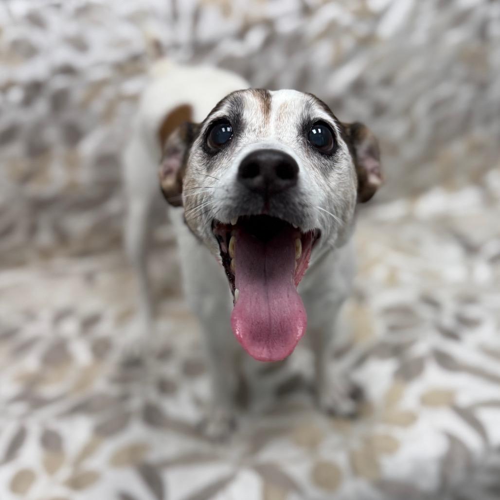 Dixie, a Adoptable mixed breed in Monticello, IA image 1/6