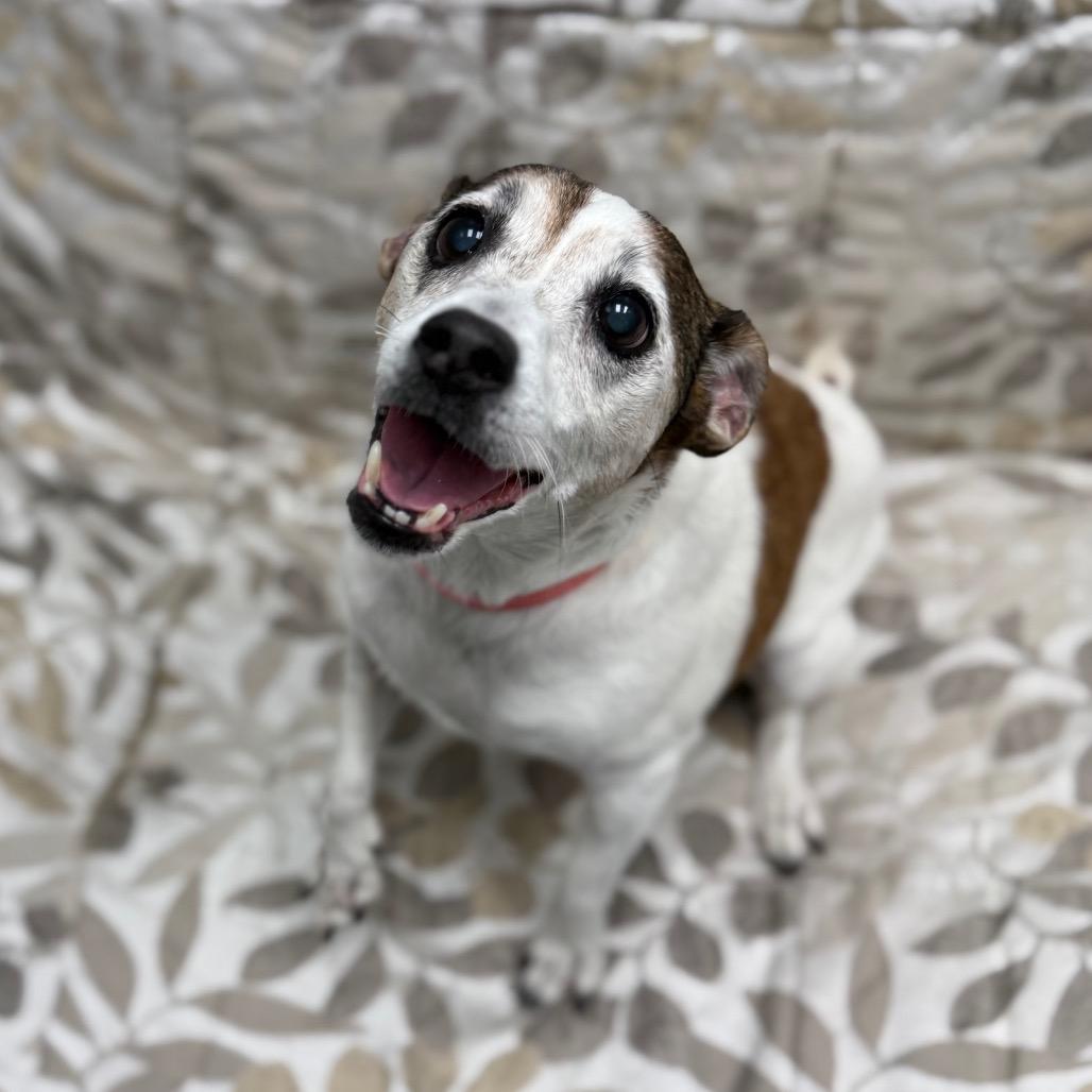 Dixie, a Adoptable mixed breed in Monticello, IA image 5/6