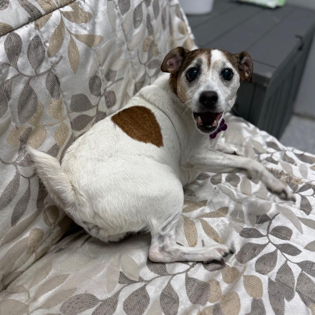 Dixie, a Adoptable mixed breed in Monticello, IA image 2/6