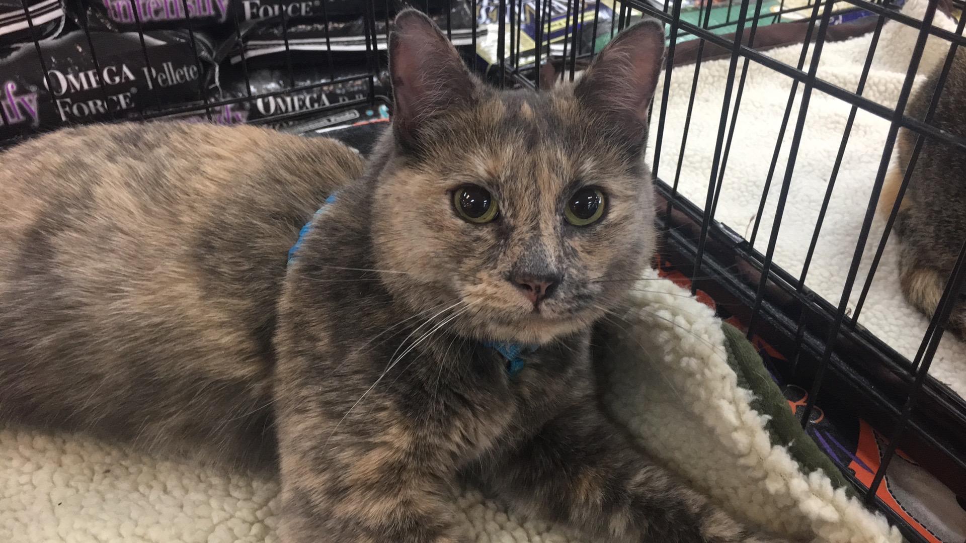 Chi, a Adoptable Domestic Short Hair in Tucson, AZ image 3/6