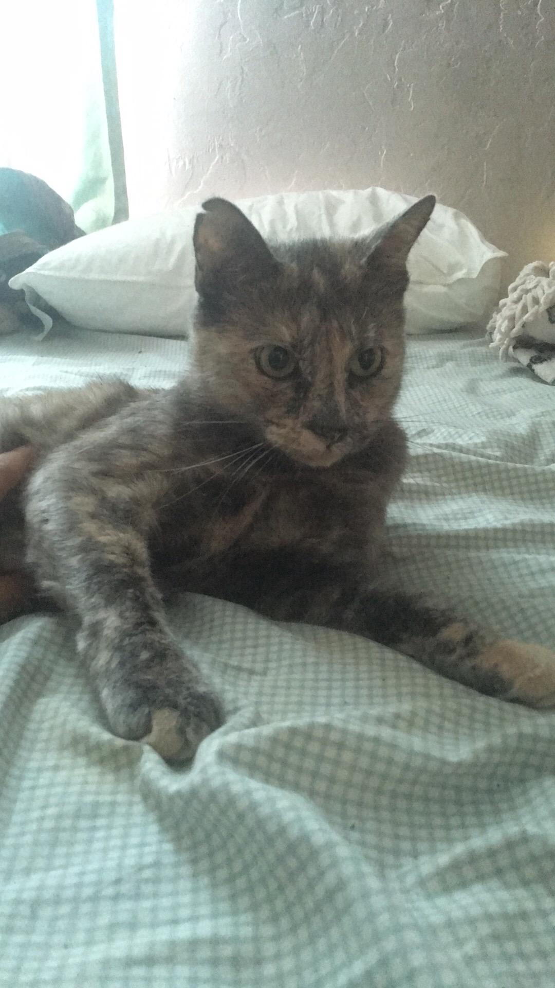 Chi, a Adoptable Domestic Short Hair in Tucson, AZ image 5/6