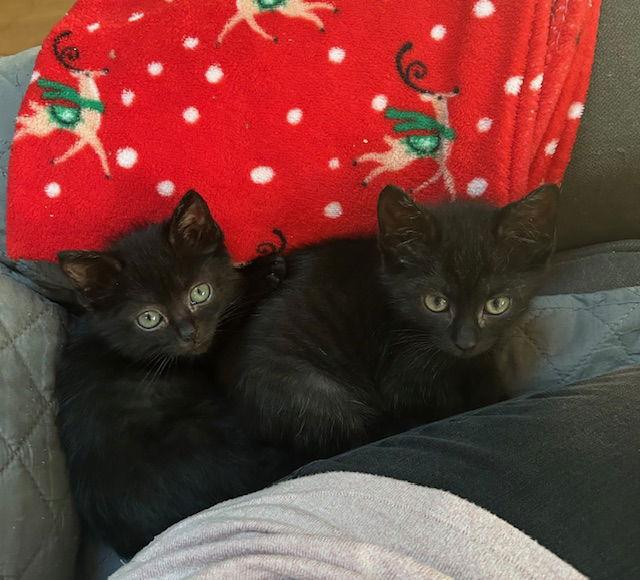 Hansel, Adoptable, Kitten Male Domestic Short Hair.