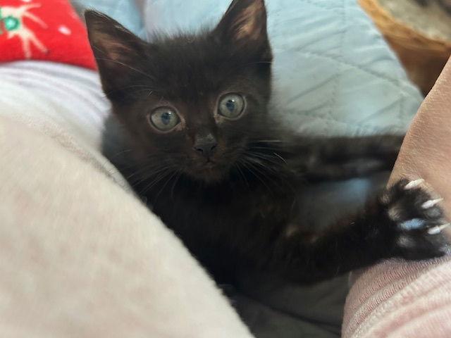 Enlarge Hansel, a Adoptable Domestic Short Hair in Orlando, FL image 2/3